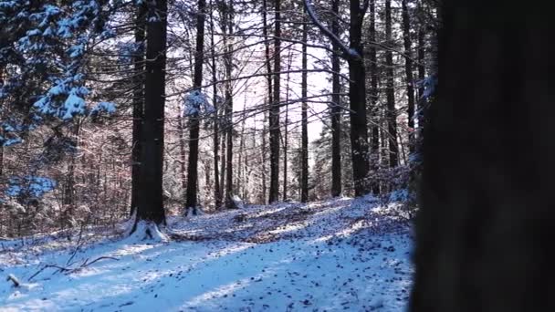 Csodálatos erdő táj napsugarak és hó a téli lassított felvételeket