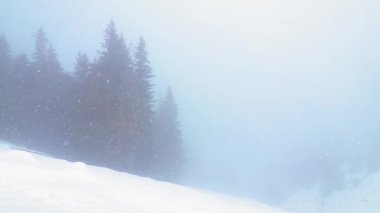 Dağda kar günü Çam ormanında