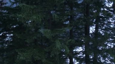 Yağmurlu bir günde çam ağaçları