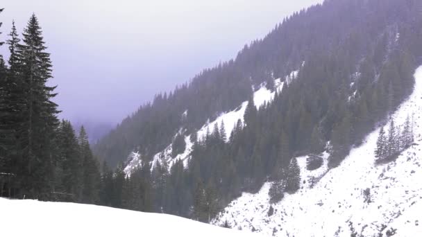 Dia Nevando Montanha Floresta Pinheiros — Vídeo de Stock