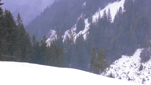 Dia Nevando Montanha Floresta Pinheiros — Vídeo de Stock