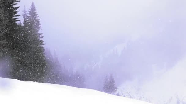 Schneetag Den Bergen Kiefernwald — Stockvideo