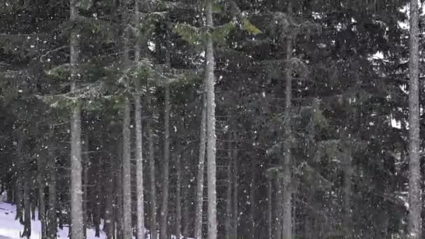 Dia Nevando Montanha Floresta Pinheiros — Vídeo de Stock