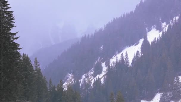 Dağda Kar Günü Çam Ormanında — Stok video