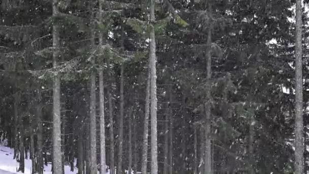 Сніговий День Горі Сосновому Лісі — стокове відео