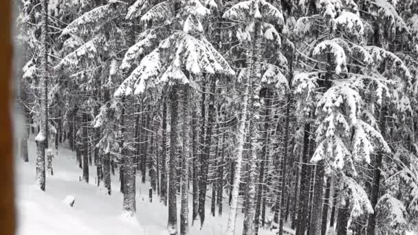Piękny Śnieżny Dzień Sosnowym Lesie Górach — Wideo stockowe