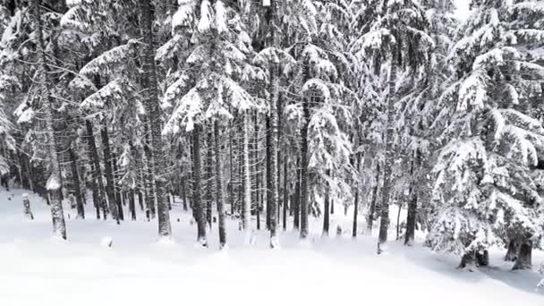 Beautiful Snowing Day Pine Forest Mountain — Stock Video