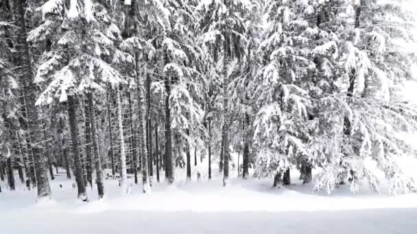 Χιονίζει Στο Πευκοδάσος Του Βουνού Κατά Διάρκεια Του Χειμώνα — Αρχείο Βίντεο
