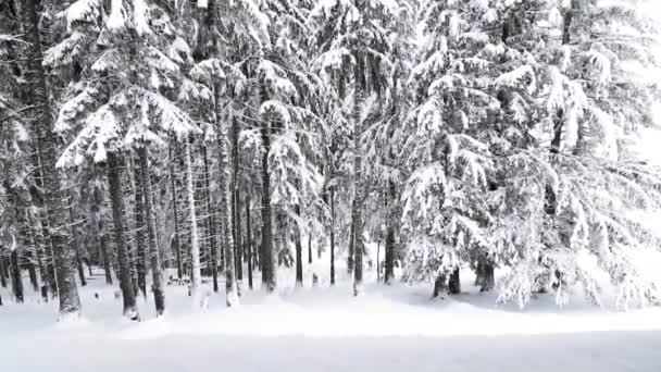 Sneeuwen Het Dennenbos Winter — Stockvideo