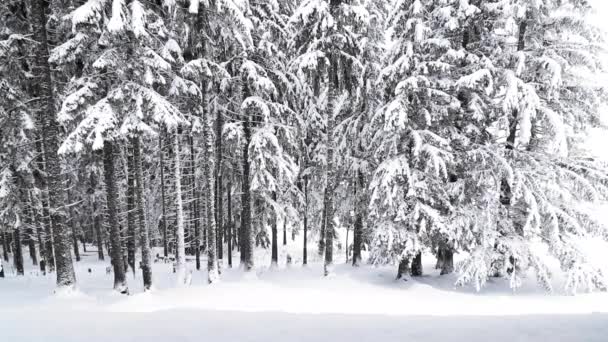 Nevando Floresta Pinheiros Montanha Durante Inverno — Vídeo de Stock