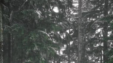 Kış boyunca dağdaki çam ormanlarında kar yağıyor.