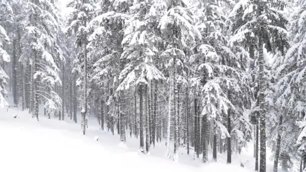 Nevando Floresta Pinheiros Montanha Durante Inverno — Vídeo de Stock