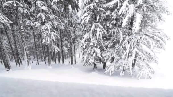 Śnieg Sosnowym Lesie Górach Zimą — Wideo stockowe