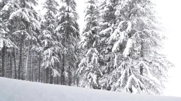 Χιονίζει Στο Πευκοδάσος Του Βουνού Κατά Διάρκεια Του Χειμώνα — Αρχείο Βίντεο