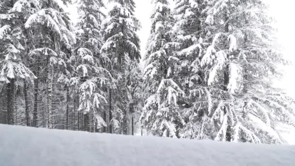 Nieva Bosque Pinos Montaña Durante Invierno — Vídeo de stock