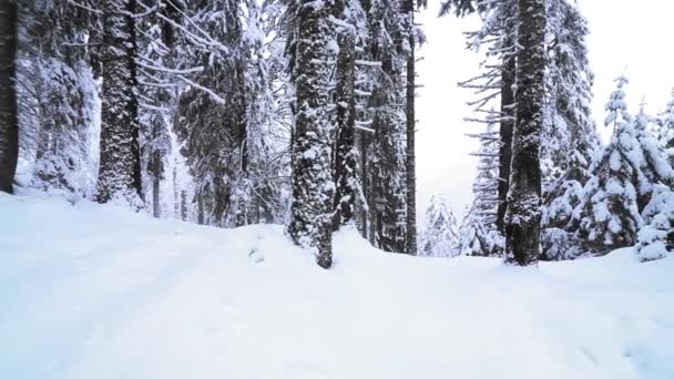 Όμορφη Μέρα Που Χιονίζει Πευκοδάσος Στο Βουνό — Αρχείο Βίντεο