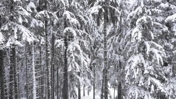 Nevando Floresta Pinheiros Montanha Durante Inverno — Vídeo de Stock