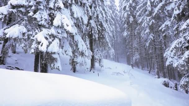 Όμορφη Μέρα Που Χιονίζει Πευκοδάσος Στο Βουνό — Αρχείο Βίντεο
