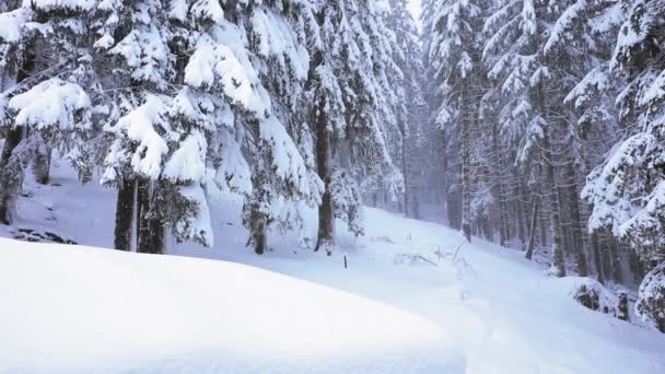 Vacker Snö Dag Tallskog Berget — Stockvideo