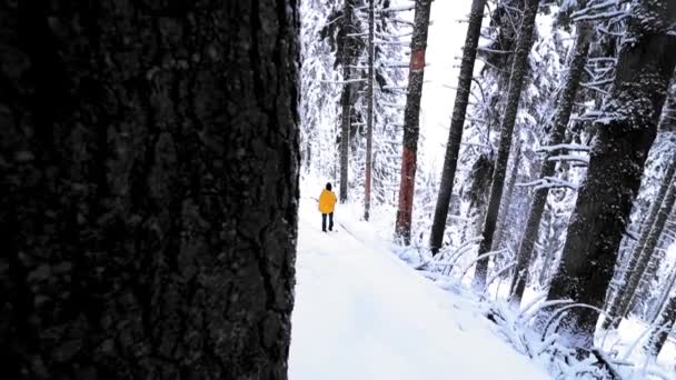 Sarı Elbiseli Bir Yürüyüşçü Kış Mevsiminde Karlı Ormanda Yürüyor — Stok video
