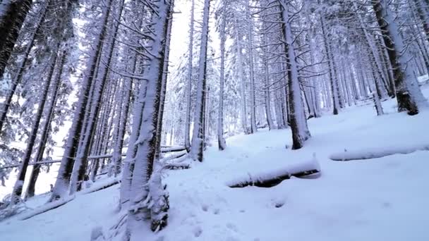 Belo Dia Nevando Floresta Pinheiros Montanha — Vídeo de Stock