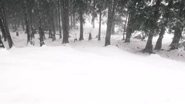 Hermoso Día Nieve Bosque Pinos Montaña — Vídeos de Stock