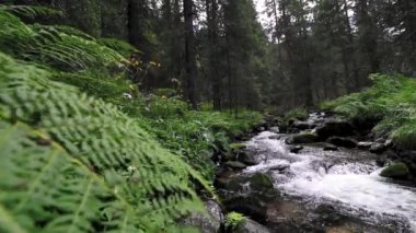 Yeşil bitkilerin arasından akan güzel dağ nehri.