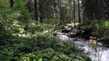 Yeşil bitkilerin arasından akan güzel dağ nehri.