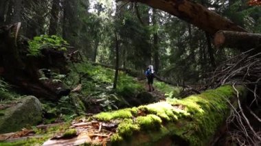 Bir yürüyüşçü dağdaki orman yolunda yürür.