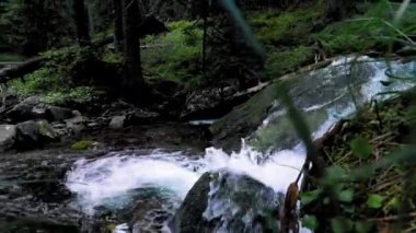 Yeşil bitkilerin arasından akan güzel dağ nehri.