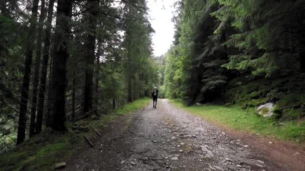 Een Wandelaar Wandelt Bospad Berg — Stockvideo