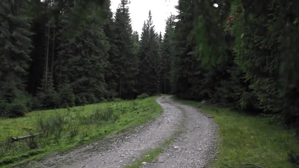 Pusta Leśna Droga Deszczu Sezonie Jesiennym — Wideo stockowe