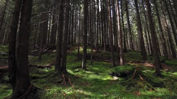 Lesní Krajina Slunečními Paprsky Podzimním Období — Stock video