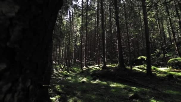 Krajobraz Lasu Promieniami Słońca Sezonie Jesiennym — Wideo stockowe