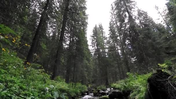 Bellissimo Fiume Montagna Che Scorre Attraverso Vegetazione Verde — Video Stock