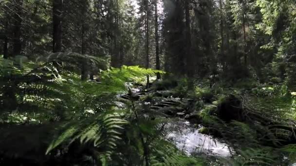 Bellissimo Fiume Montagna Che Scorre Attraverso Vegetazione Verde — Video Stock