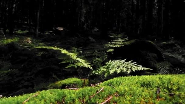 Varenplanten Natuurlijk Licht Het Bergwoud — Stockvideo