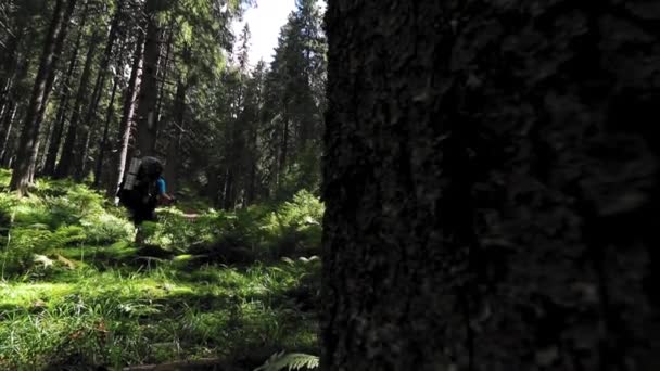 Een Wandelaar Wandelt Bospad Berg — Stockvideo