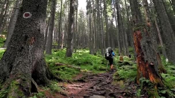 Randonneur Promène Sur Sentier Forestier Montagne — Video