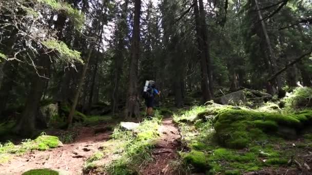 Randonneur Promène Sur Sentier Forestier Montagne — Video