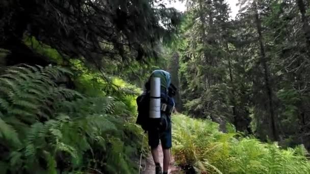 Turista Kráčí Lesní Stezce Horách — Stock video