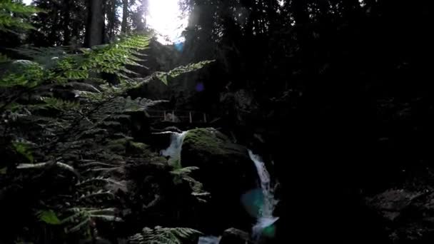 Bellissimo Fiume Montagna Che Scorre Attraverso Vegetazione Verde — Video Stock