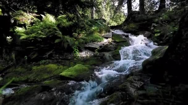 Vacker Bergsflod Som Rinner Genom Den Gröna Vegetationen — Stockvideo