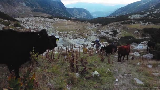 徒步旅行者在多石的山上碰到一群奶牛 — 图库视频影像