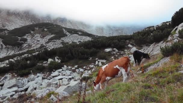 Vaca Pastando Montaña Rocosa Día Niebla Durante Otoño — Vídeos de Stock