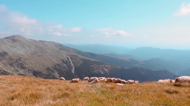 Gregge Pecore Pascolo Alta Montagna Autunno — Video Stock