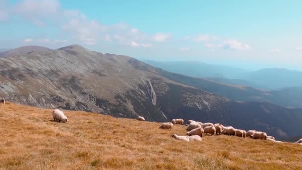 Flock Får Betar Ett Högt Berg Hösten — Stockvideo