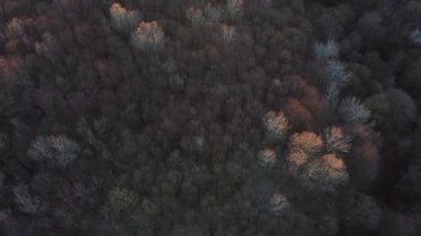 İlkbaharın başlarında renkli ağaçlarla muhteşem bir orman manzarası.