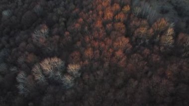 İlkbaharın başlarında renkli ağaçlarla muhteşem bir orman manzarası.