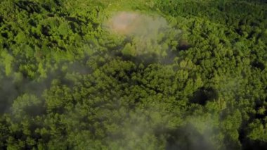Yeşil bir ormanın üzerindeki inanılmaz manzara. Yaz üstüne sis. Hava görüntüleri.